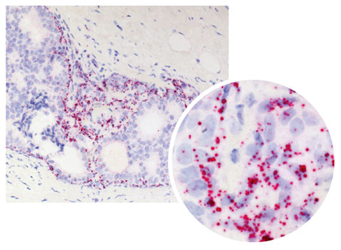 RNAscope�iR�j RNA in situ �n�C�u���_�C�[�[�V����