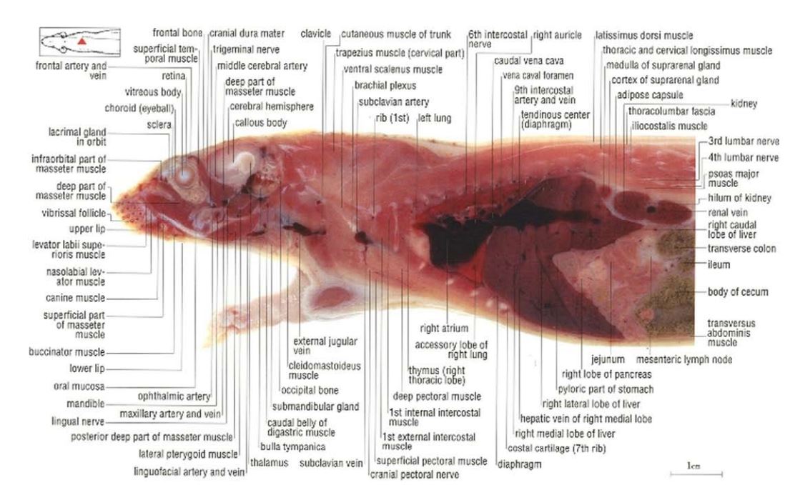 A Color atlas of sectional anatomy of the rat - Cosmo Bio Co.,Ltd.