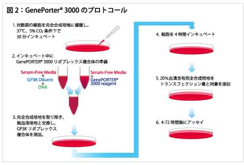 geneporter 3000 トランスフェクション試薬 トランスフェクトが困難な細胞に効果的 コスモ バイオ株式会社