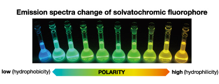 Solvatochromic fluorophore for living cell