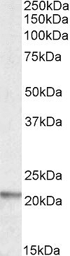 AF3004A