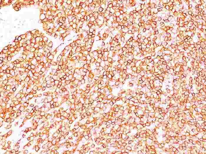 AH10088-U0050