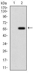 AO1823A