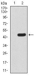 AO2165A