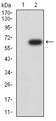 AO2327A