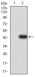 AO2402A