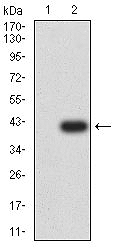 AO2663A