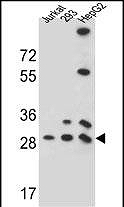 AP13349A