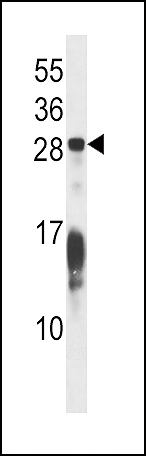 AP14852B