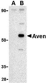 ASC10134