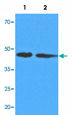 MAB10016