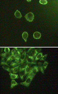 MAB10598