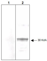 MAB2032