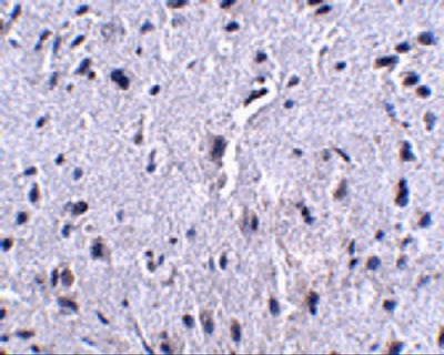 MAB8088
