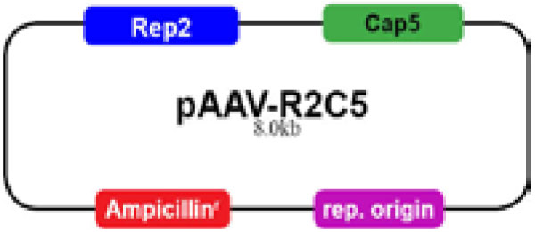 pAAV-R2C1ベクター
