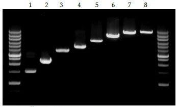 RNAテンプレートからのcDNA合成に OneScript® Plus逆転写酵素（PCR）
