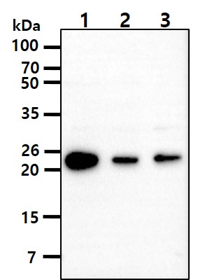 ATGA0587