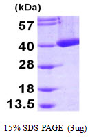 CRYM（ATG-ATGP0559-0.5MG[1mg/ml]）（カテゴリ：タンパク質、糖類