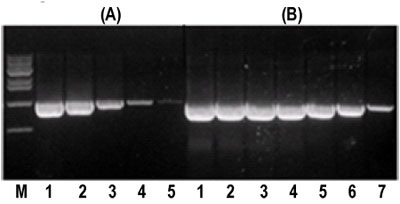 ルーチンPCRに、多用途のDNA polymerase Bioneer社 Taq DNA ポリメラーゼ