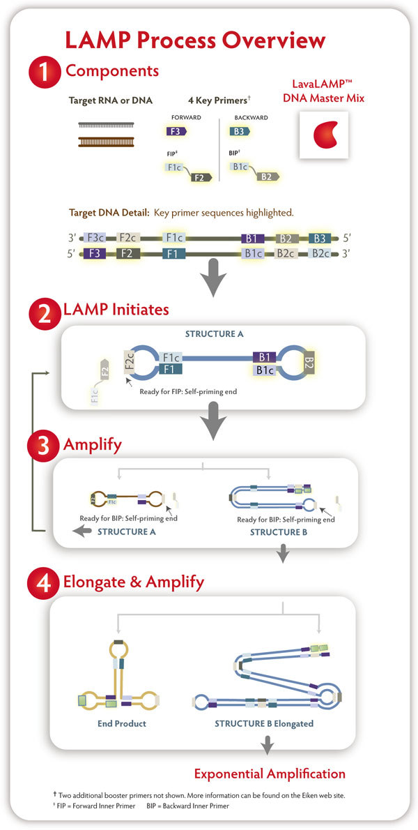 LAMP法 - Loop-mediated isothermal amplification - JapaneseClass.jp