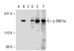 SC-135783