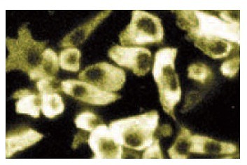 SC-136005