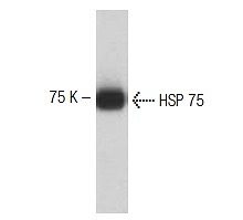 SC-136421