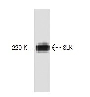 SC-136441