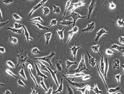 Microglia Scr 1900 1vial 1 X 10 6 Cells Vial カテゴリ 細胞 商品情報 コスモ バイオ株式会社