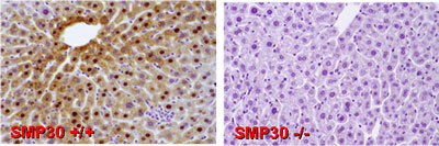 SMP30抗体による免疫組織染色