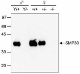 SMP30抗体によるウエスタンブロット
