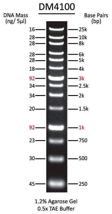 The ladder is prepared from a plasmid containing repeats of a 1,000 bp dna ...