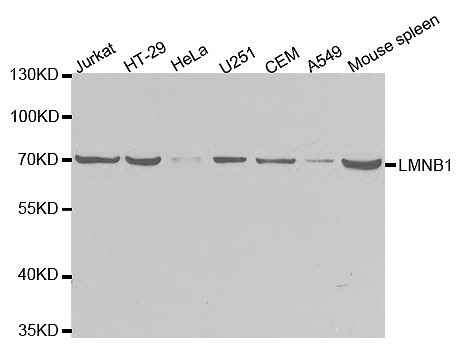 STJ24413