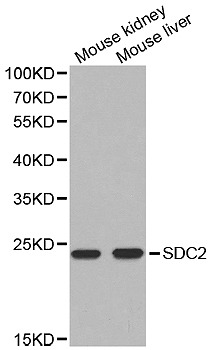 STJ25458