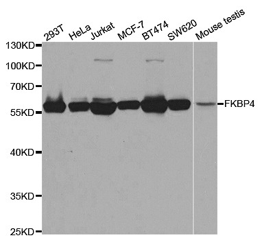 STJ27610