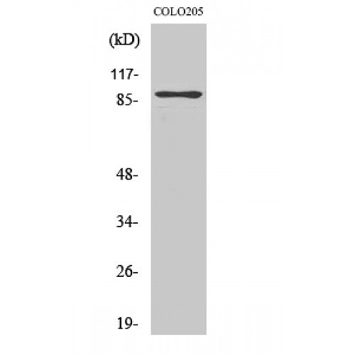 Anti RAP1GAP（STJ-STJ95371-50UG[1 mg/ml]）（カテゴリ：抗体関連