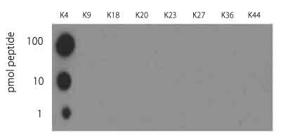 ヒストンH3トリメチルリジン4抗体（品番：600-401-I59）と、特定の リジン残基におけるKMe3 修飾を含むH3 あるいはH4 ペプチドを 用いたドットブロット