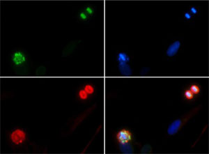 ヒストンH4リン酸セリン1抗体（品番：600-401-I96）とFITC（緑）を用いたHeLa細胞のICC結果 