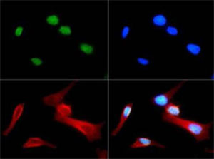 ヒストンH4 モノメチルアルギニン3 抗体（品番：NB21- 2011）とFITC（緑）を用いたHeLa細胞のICC結果  DAPI（青）を用いて核酸を染色