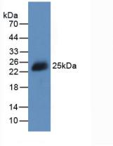 APA073MU61