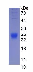 EPA073MU61