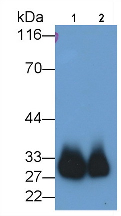 MAB461HU24