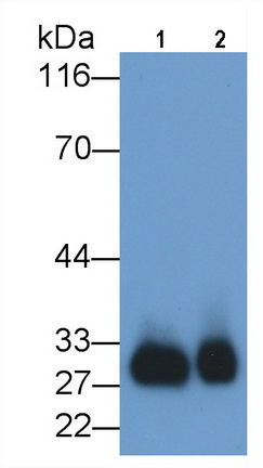 MAB461HU25