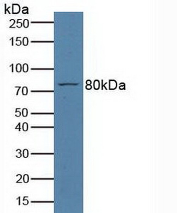 PAB468MU01